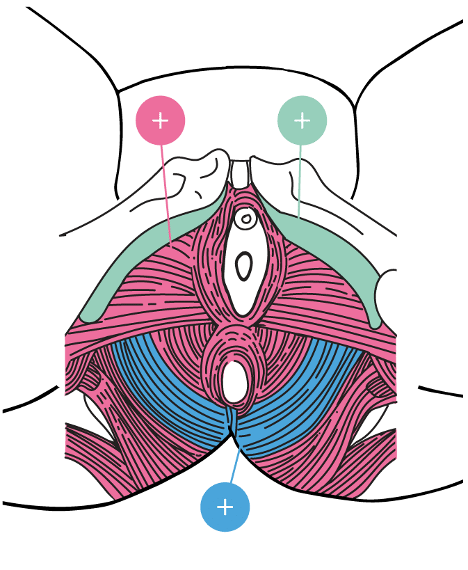 Pelvic Floor Muscles