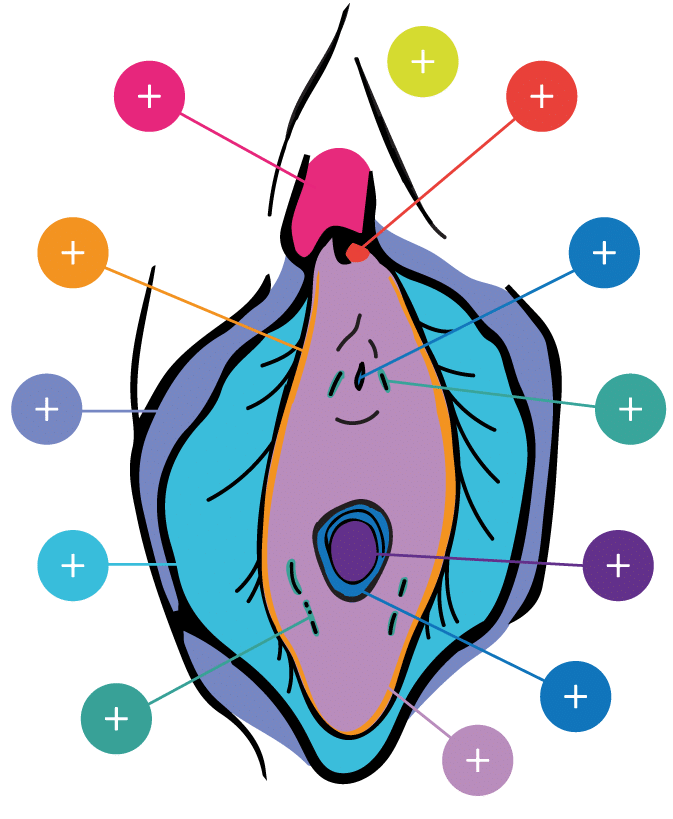 Vulva Map