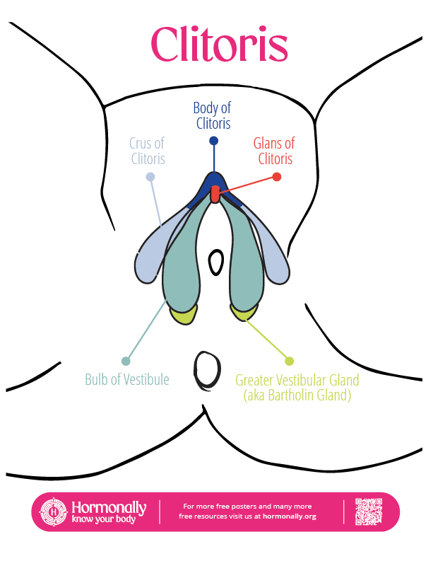 Vulva Map Learn more about your vulva, vagina, clitoris and pelvic floor with our interactive guides.