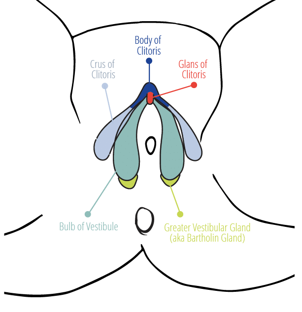 Vulva Map Learn more about your vulva, vagina, clitoris and pelvic floor with our interactive guides.