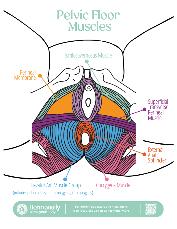 Vulva Map Learn more about your vulva, vagina, clitoris and pelvic floor with our interactive guides.