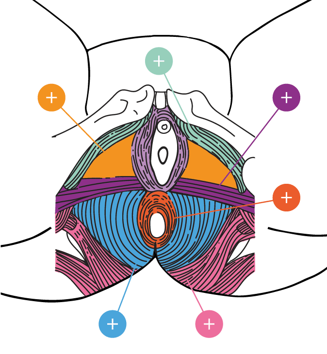 Pelvic Floor Muscles