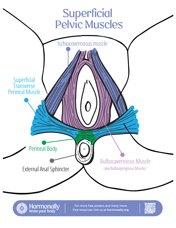 Vulva Map Learn more about your vulva, vagina, clitoris and pelvic floor with our interactive guides.