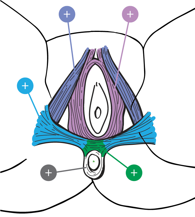 Superficial Pelvic Muscle