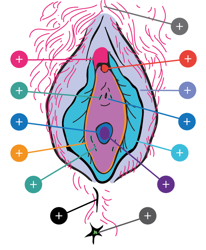 The Vulva